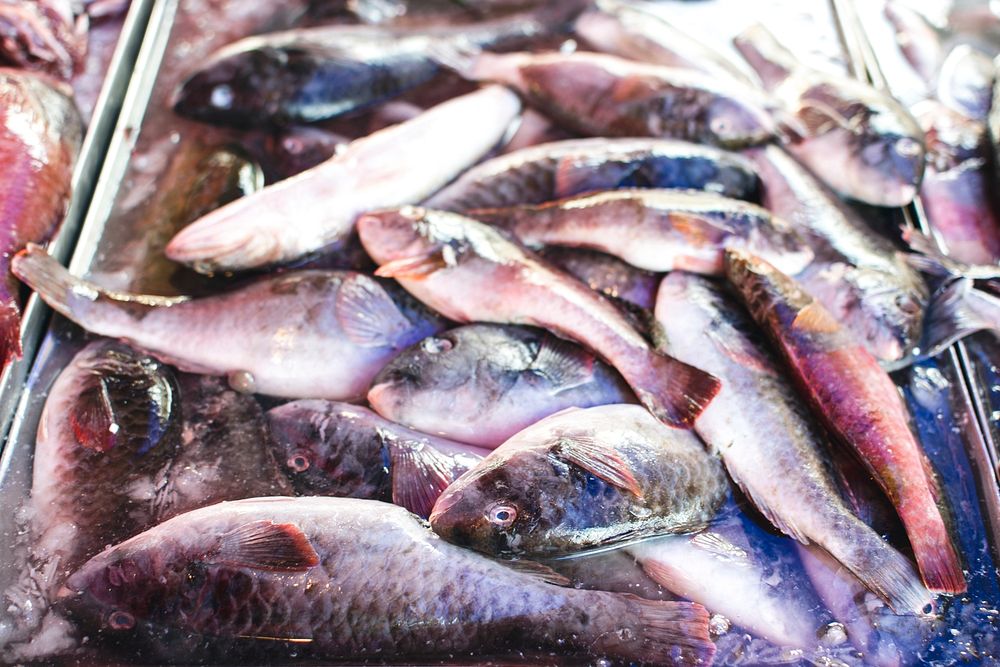 Fresh fish at the market