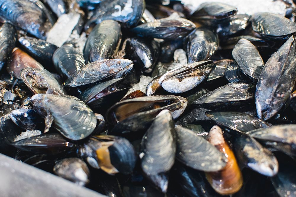 Fresh mussels at a market