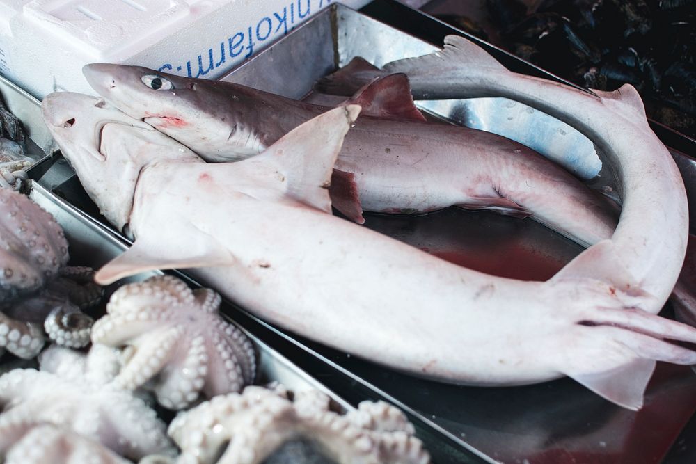 Small sharks being sold at a fish market