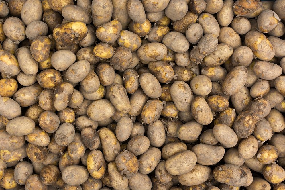 Closeup of potatoes