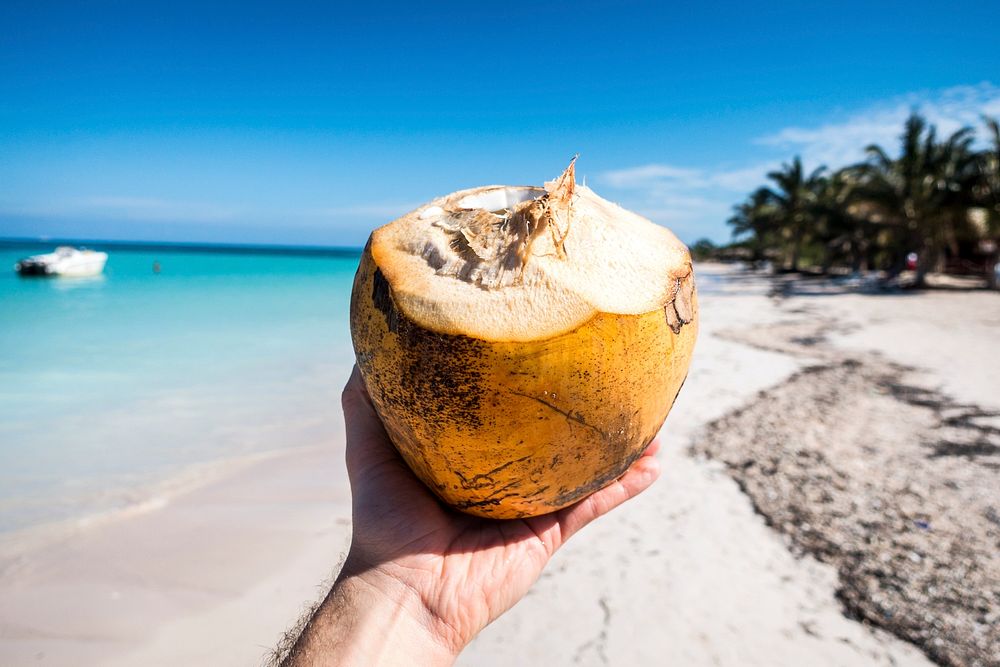 Hand holding a coconut by the beach