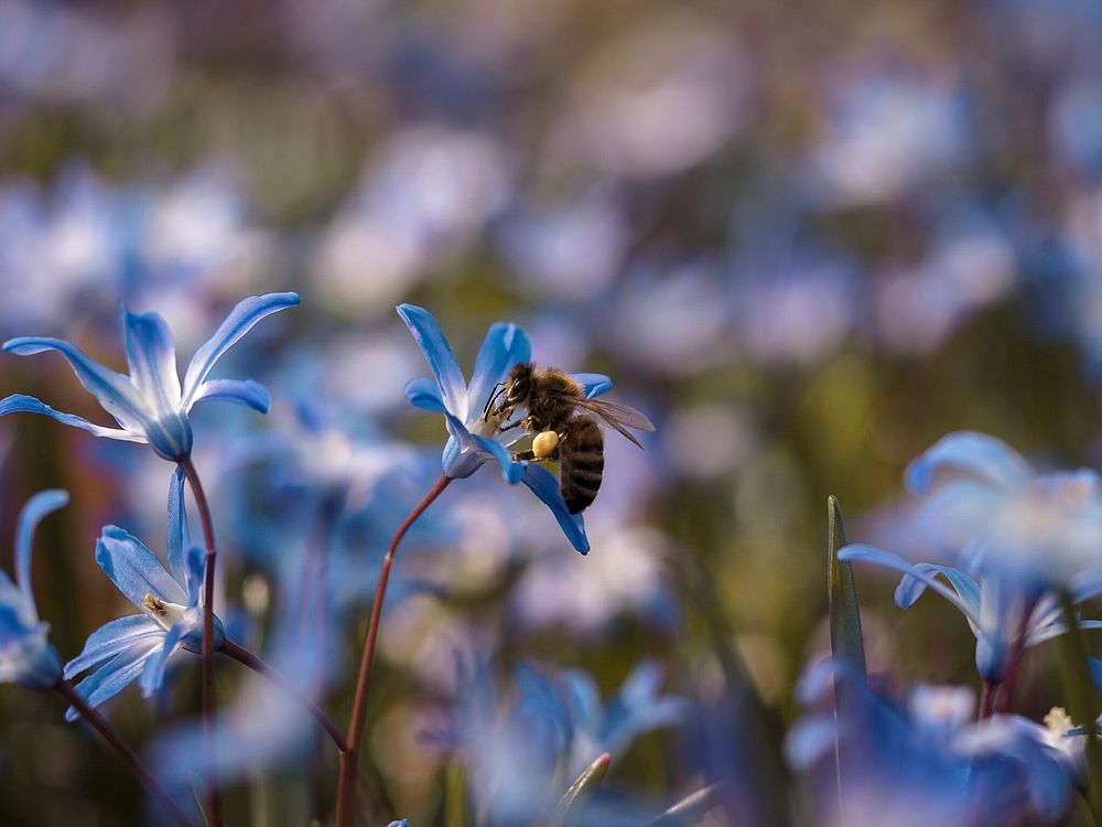 Closeup of bee with blue flowers