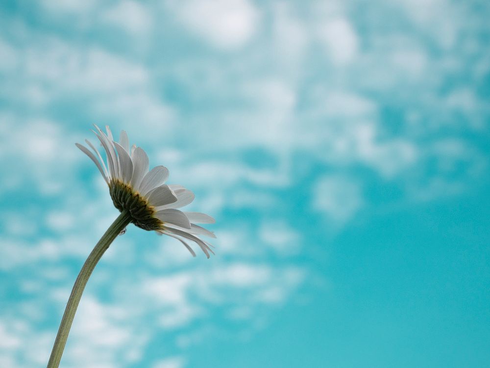 White daisy and blue sky