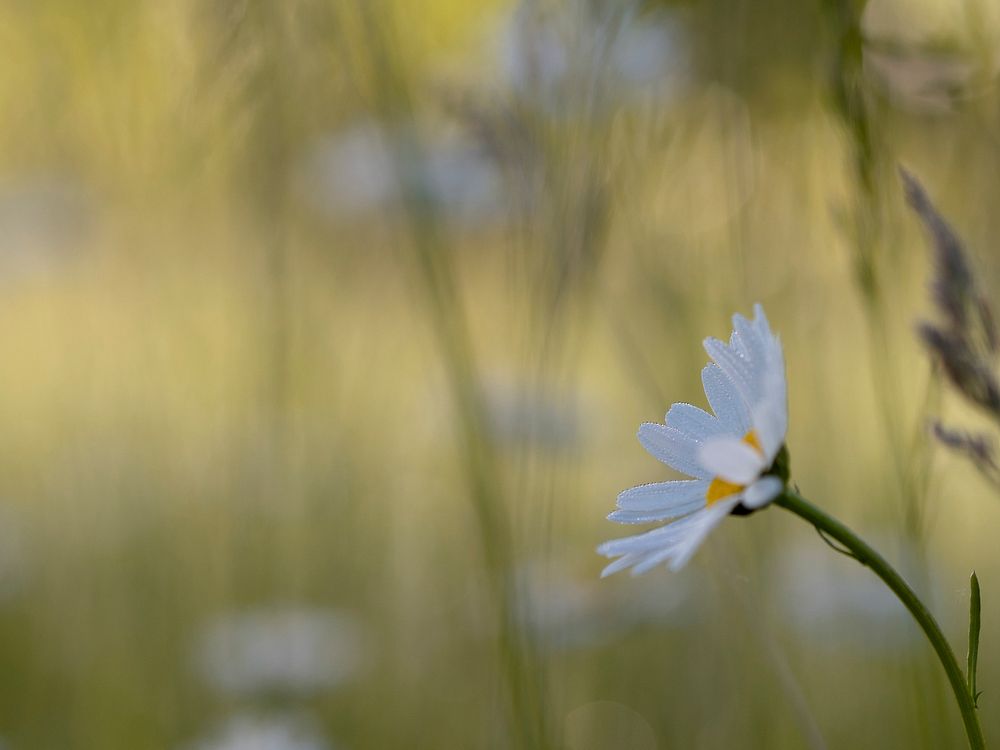 White daisy in a garden