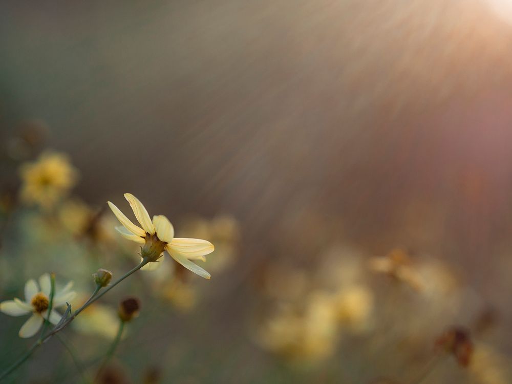Spring background with yellow flowers with the sunlight