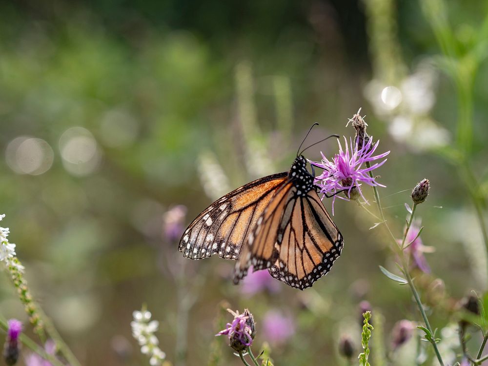 Monarch butterfly on a pink thistle