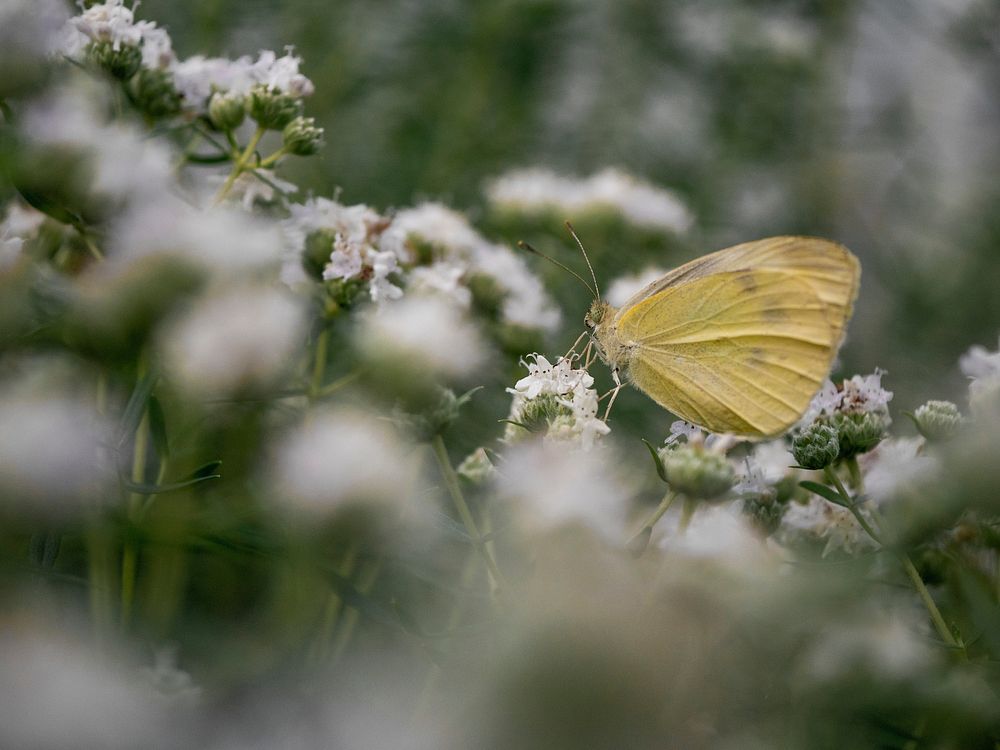 Yellow butterfly with tiny white flowers