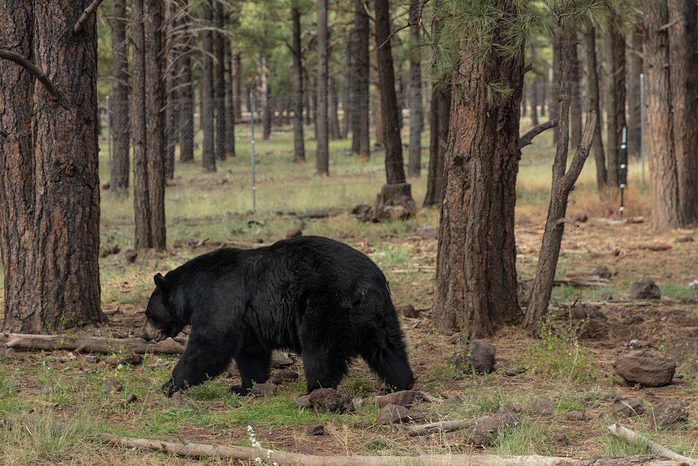 Black bear on the move at Bearizona, a drive-through wildlife park featuring a variety of North American animals outside the…