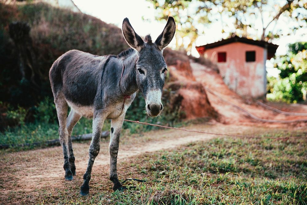 Free donkey with rope leash around its neck photo, public domain animal CC0 image.