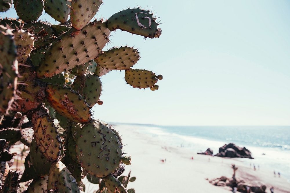 Free cactus near beach image, public domain CC0 photo.