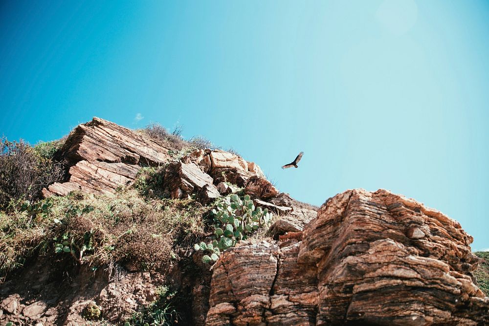 A hawk circle a cliff, looking for its next prey.