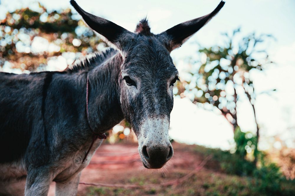 Free donkey with rope leash around its neck closeup photo, public domain animal CC0 image.