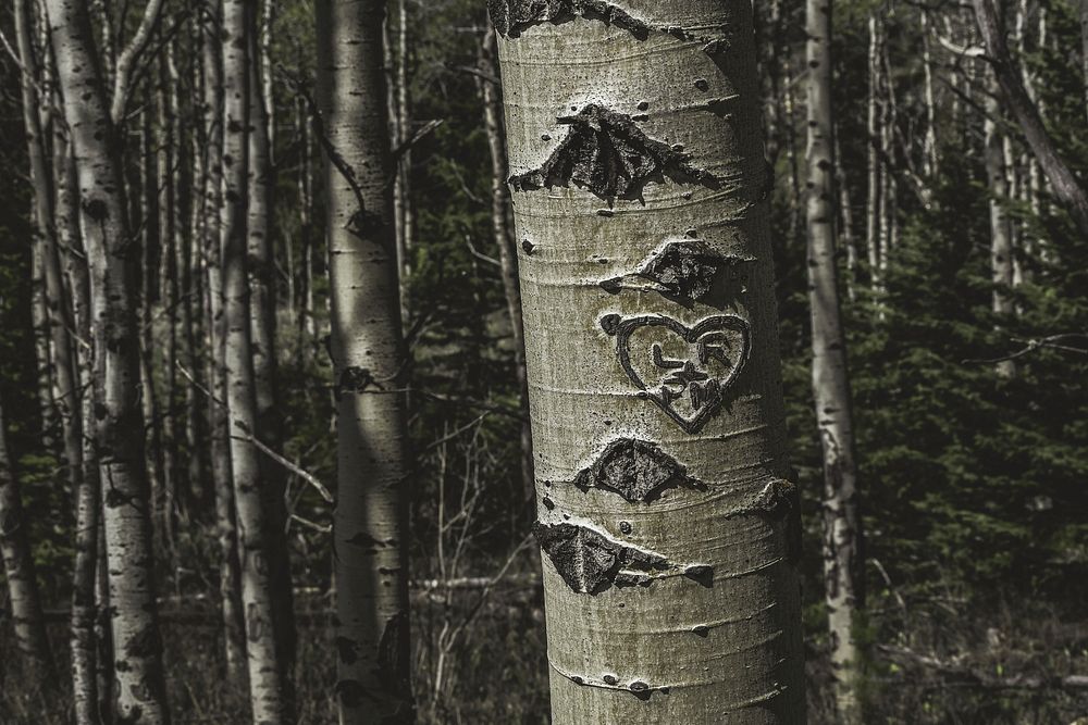 Free letters carved on tree trunk public domain CC0 photo.