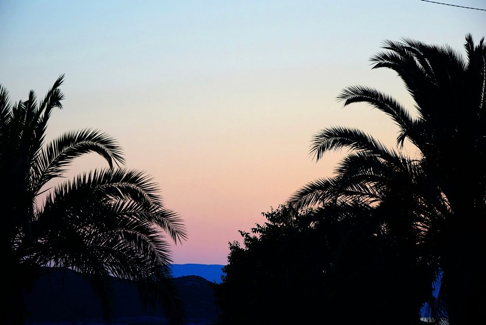 The tops of palm trees at dusk.