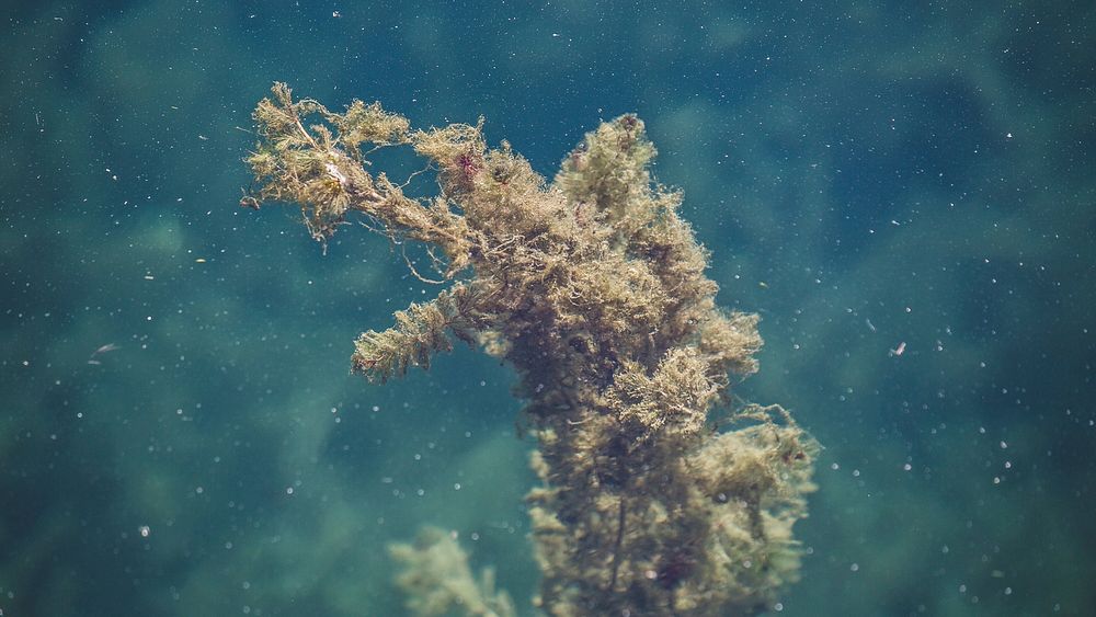 Seaweed under water.