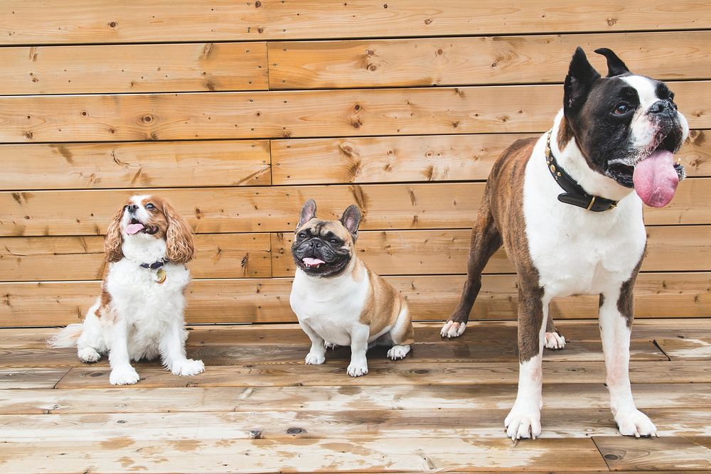 Free tree dogs standing together image, public domain animal CC0 photo.