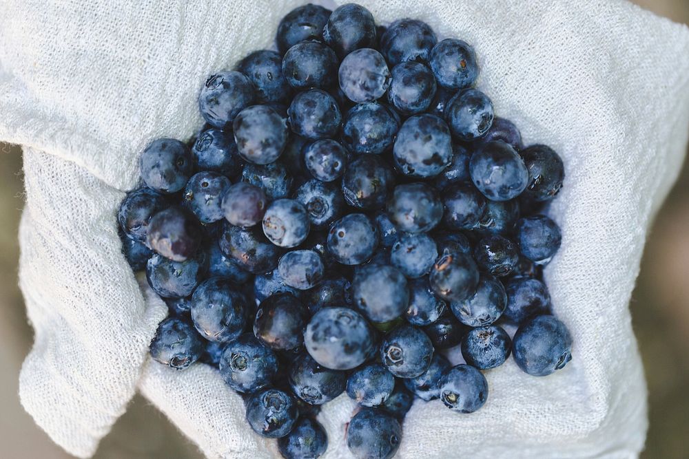 Free blueberries image, public domain fruit CC0 photo. 