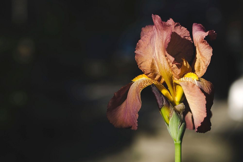A single iris in bloom in the sunlight.