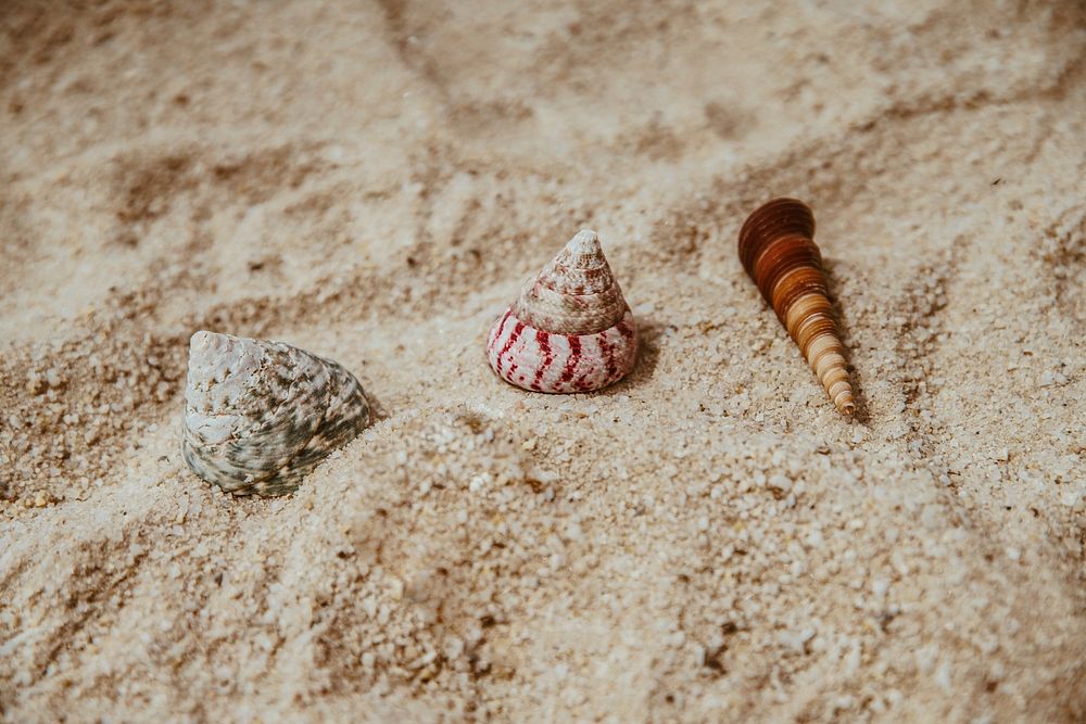 Free seashells public domain CC0 photo.