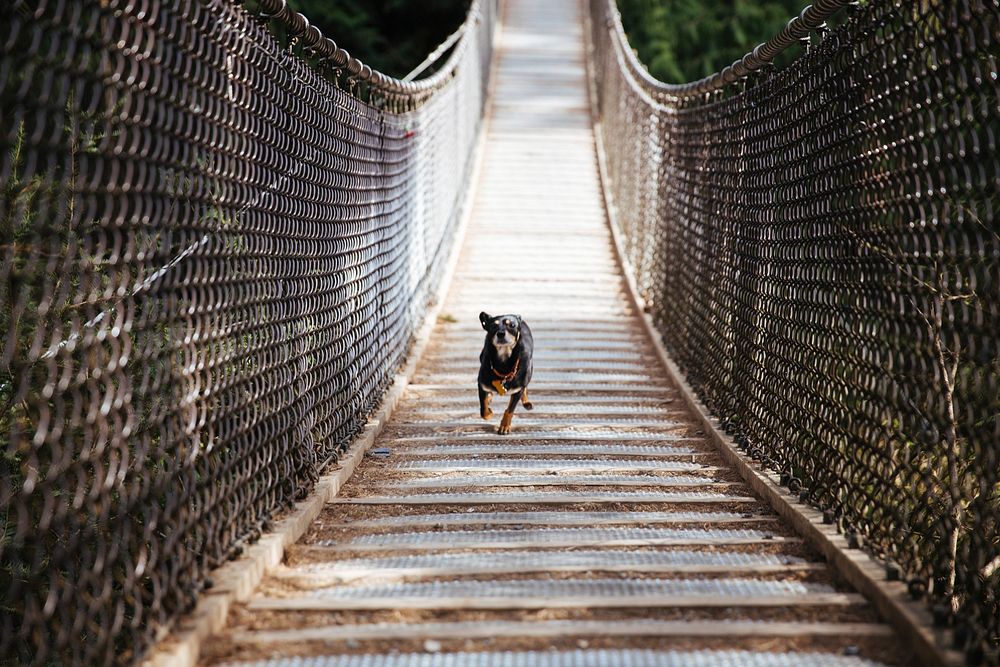 A dog races to get across a pedestrian bridge. Oh the suspense!