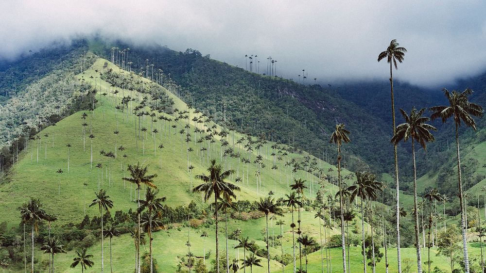 A green hillside surrounded by clouds at the top and covered in tall palm trees.