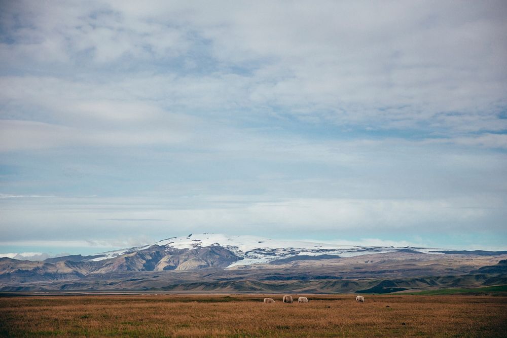 Four sheep enjoying their relaxing meal in the grass fields of Iceland. High mountains in the background.