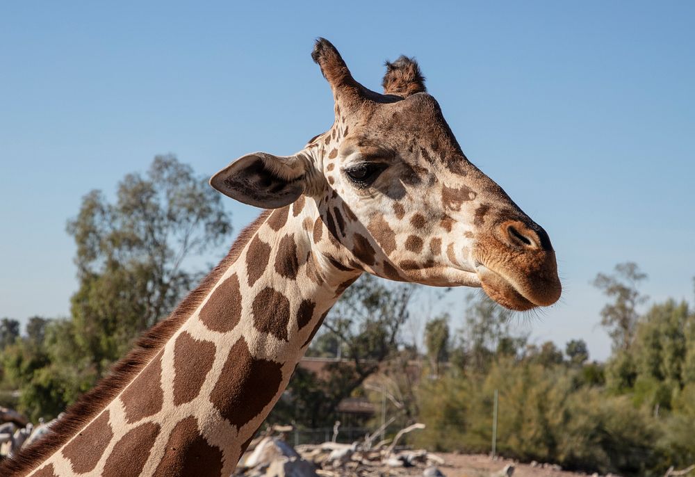 Giraffe at the Phoenix Zoo in Phoenix, Arizona.