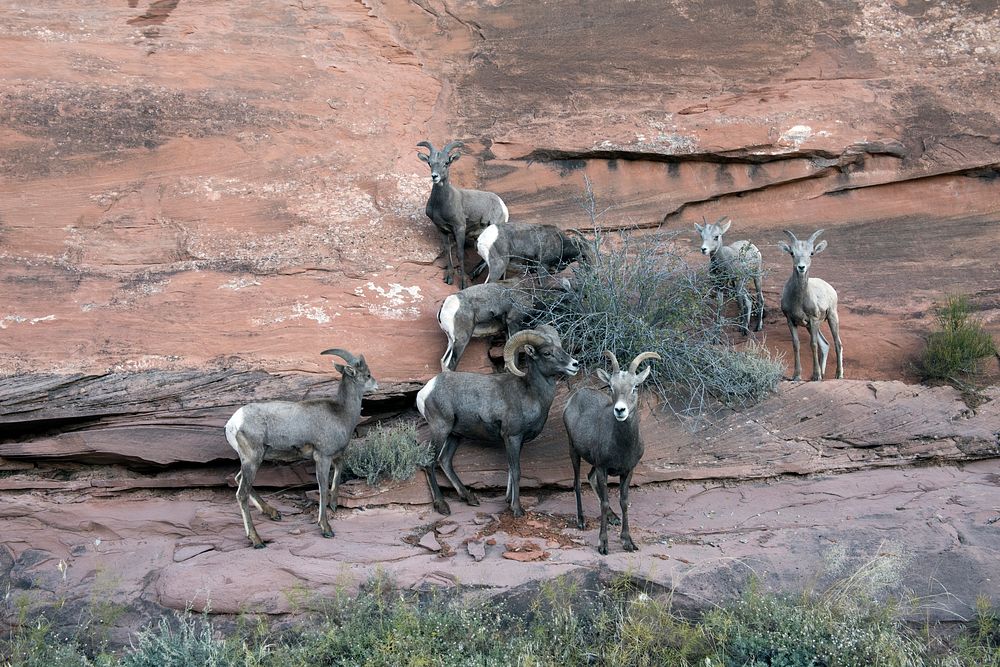 Bighorn sheep in Colorado National Monument, a preserve of vast plateaus, canyons, and towering monoliths in Mesa County…