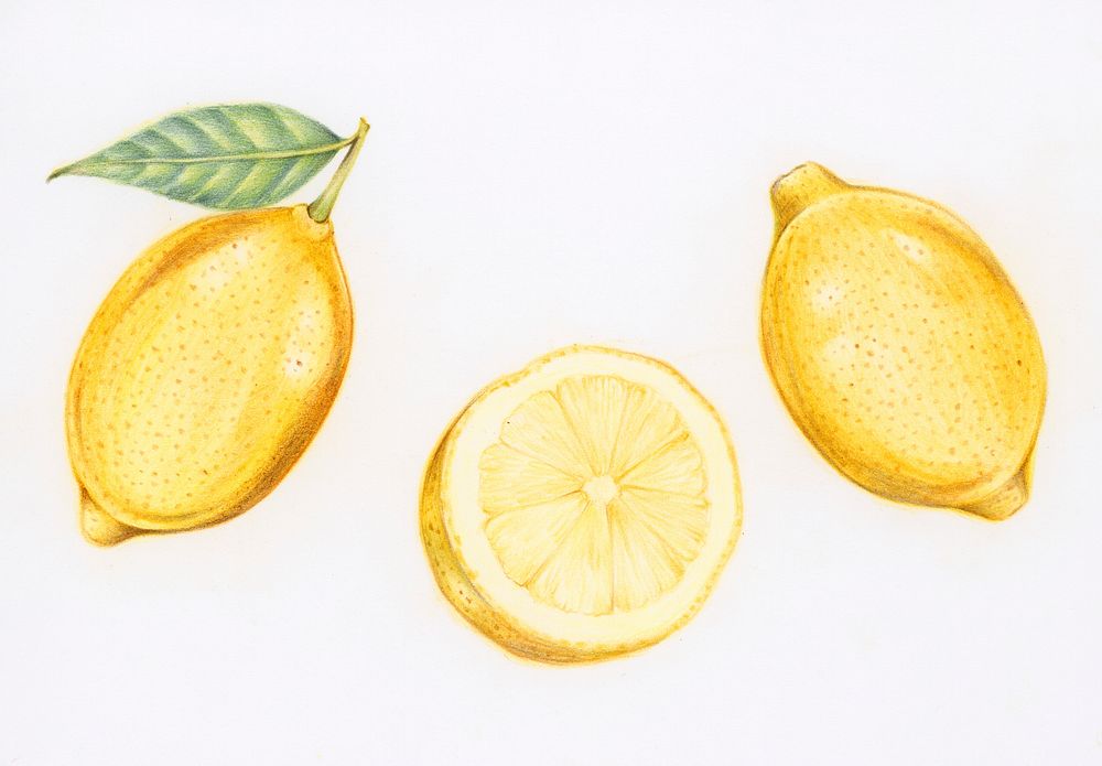 Hand drawn fresh lemons illustration