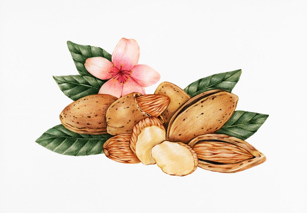 Hand drawn sketch of almonds