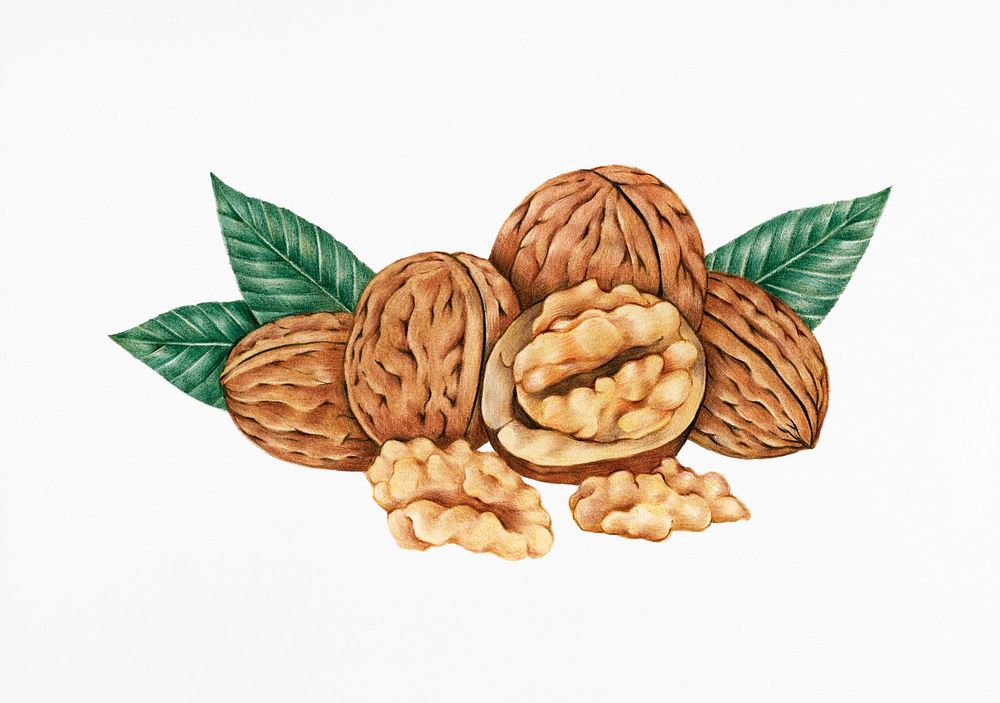 Hand drawn sketch of walnuts