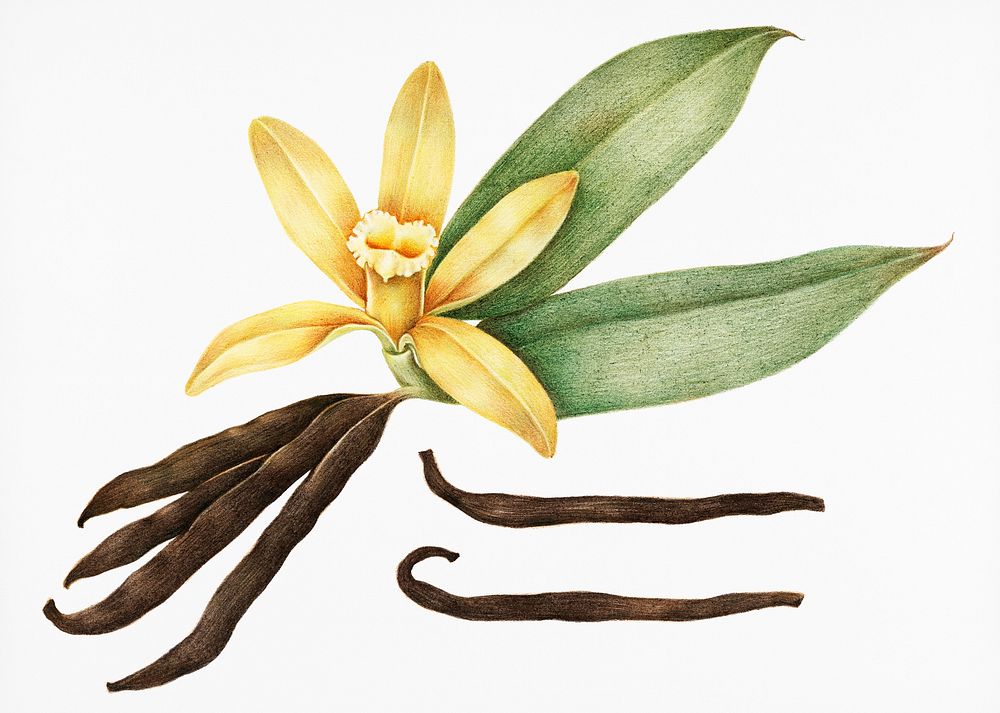 Illustration of vanilla