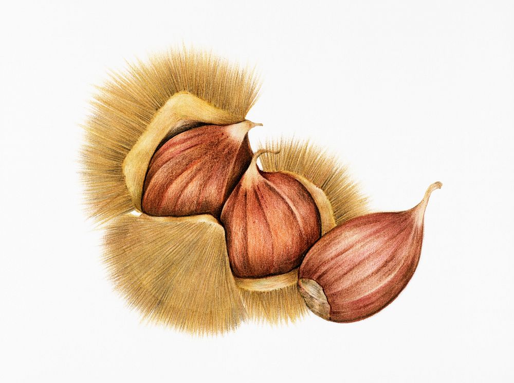 Illustration of a raw chestnut