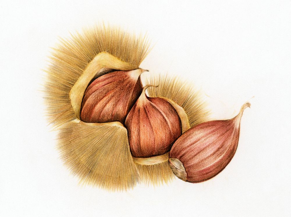 Illustration of a raw chestnut