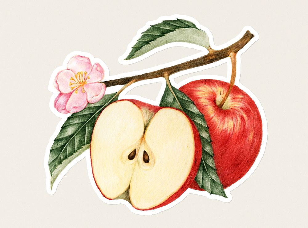 Hand drawn red apple fruit sticker with a white border