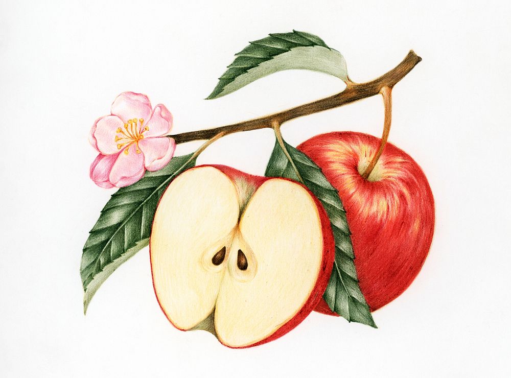Illustration of red apple