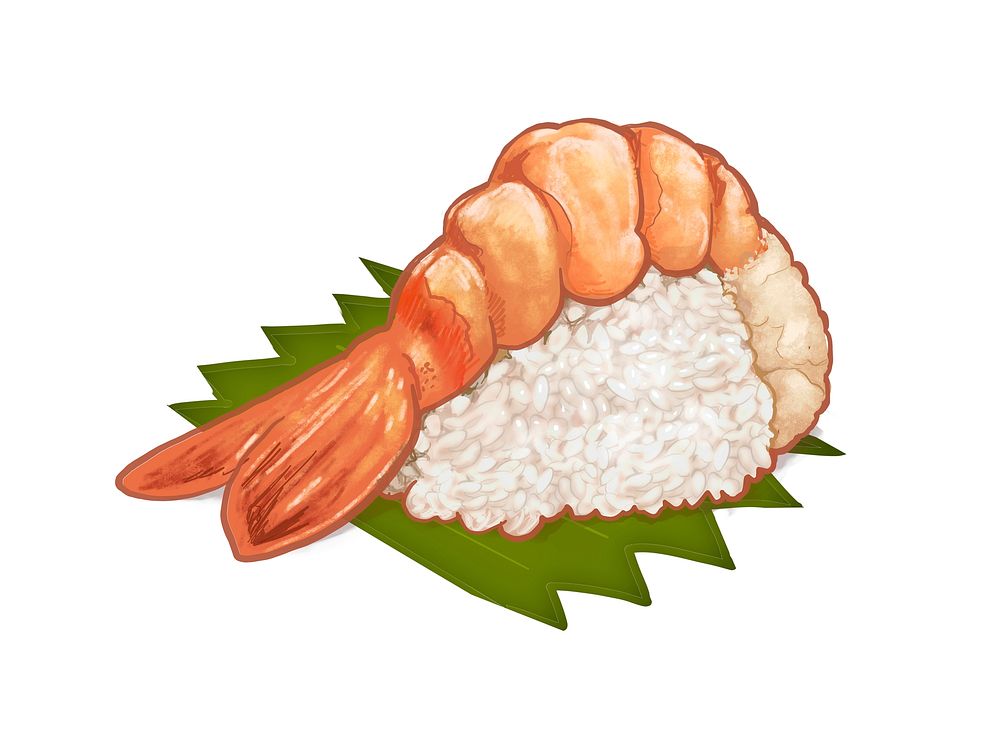 Hand drawn Japanese shrimp sushi or ebi nigiri