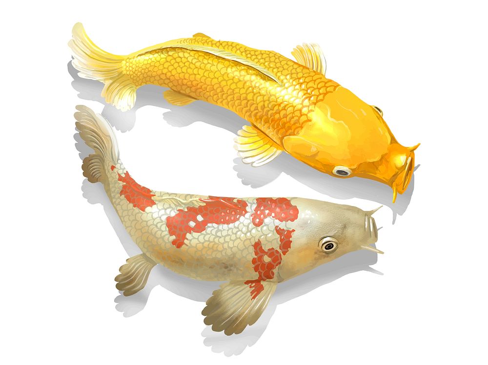 Two Japanese Koi fish swimming
