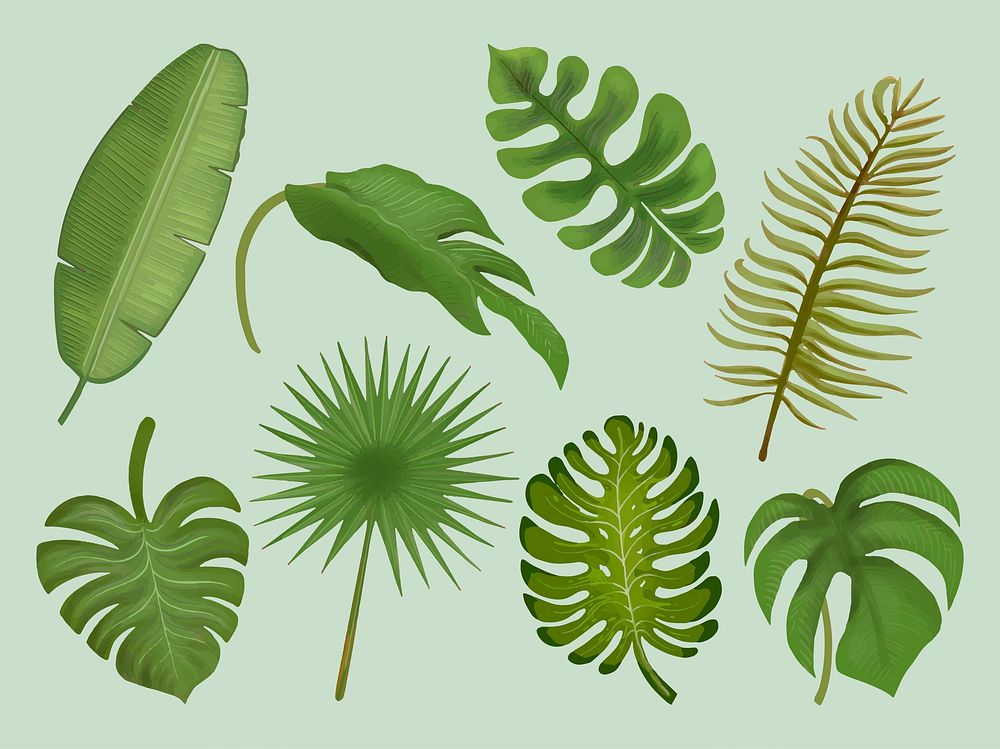 Set of tropical leaf illustrations
