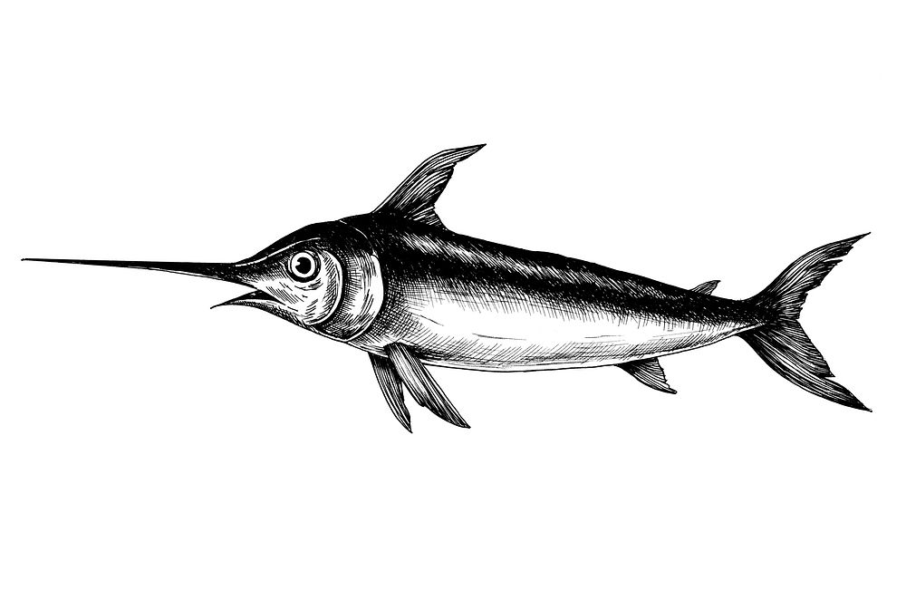 Hand drawn swordfish isolated