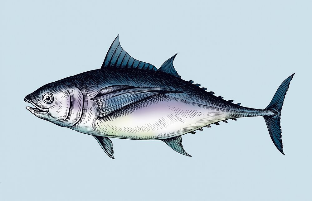 Hand drawn tuna fish