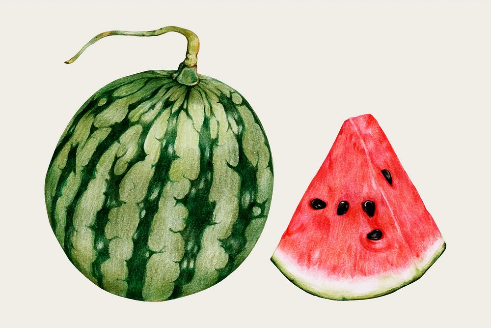 Watermelon hand-drawn vector food painting