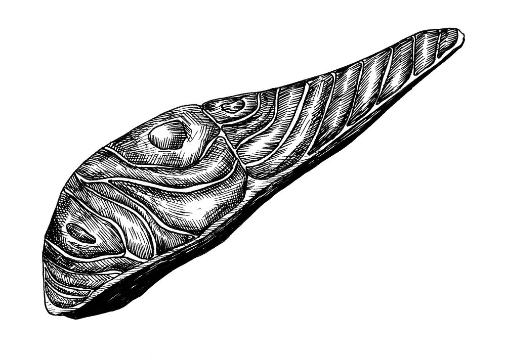 Hand drawn salmon fillet