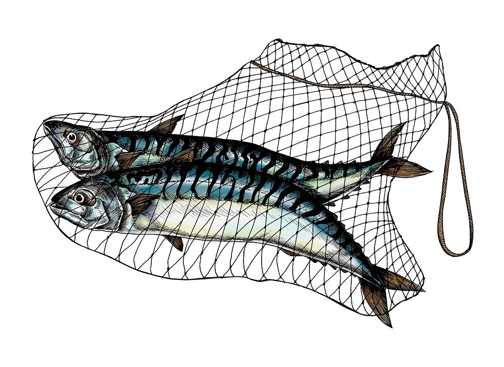 Hand drawn catched mackerels on the net