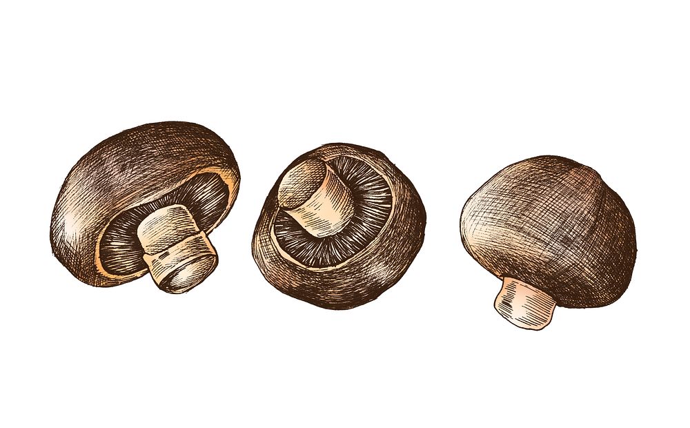 Hand-drawn champignon mushroom isolated
