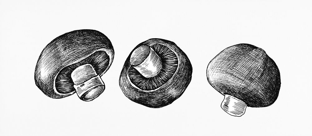 Hand-drawn champignon mushroom isolated