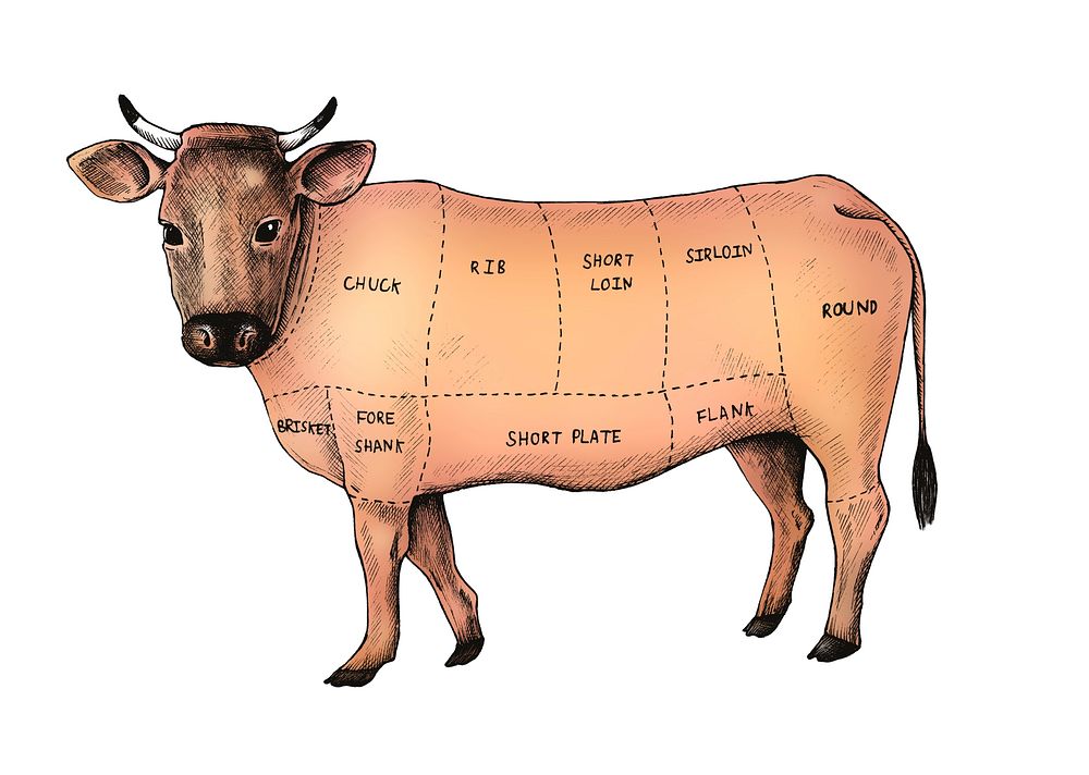 Hand drawn cut of beef