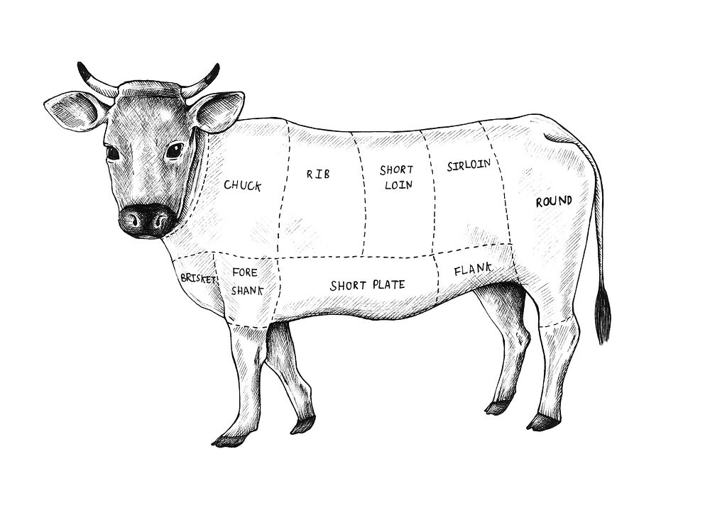 Hand drawn cut of beef