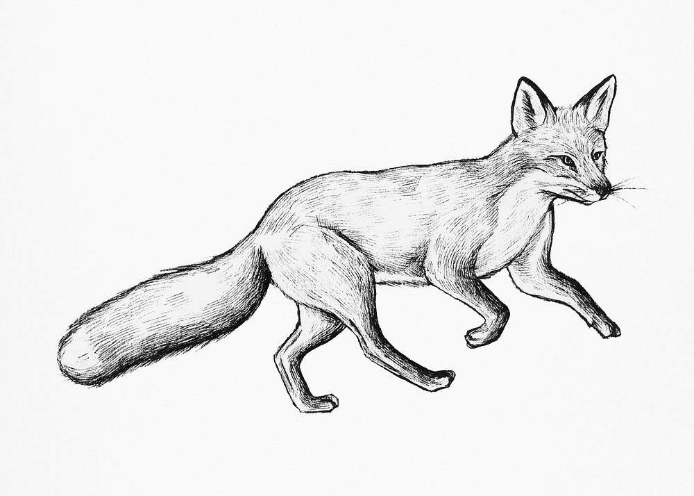 Cute hand drawn fox illustration