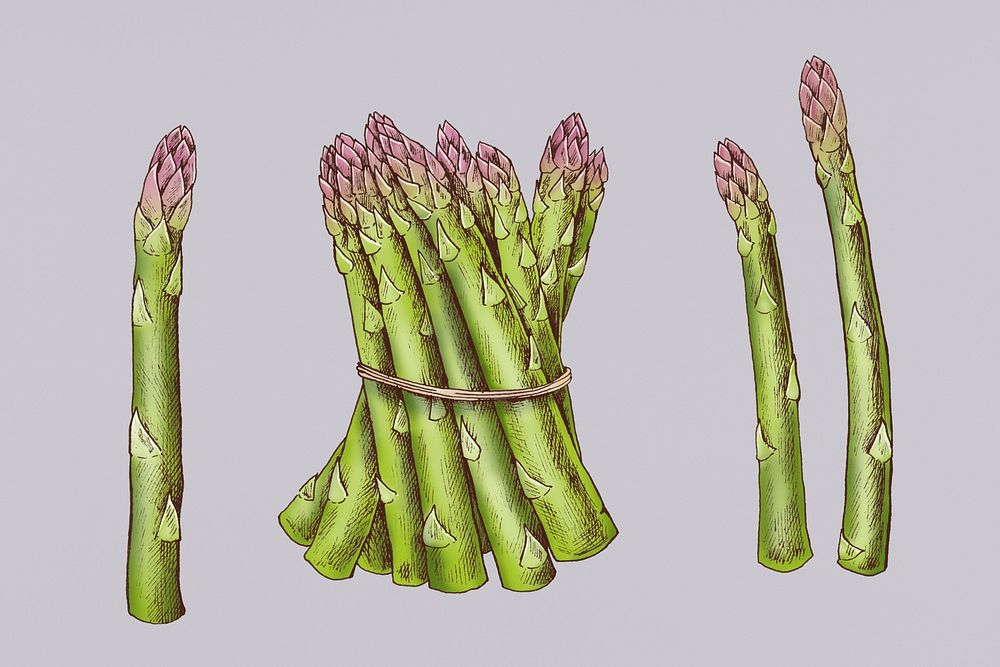 Freshly tied raw organic asparagus